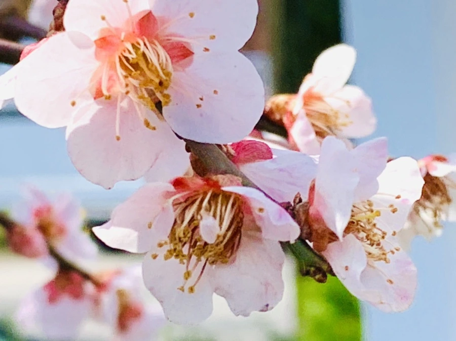 IMG_4256.jpg?type=w966