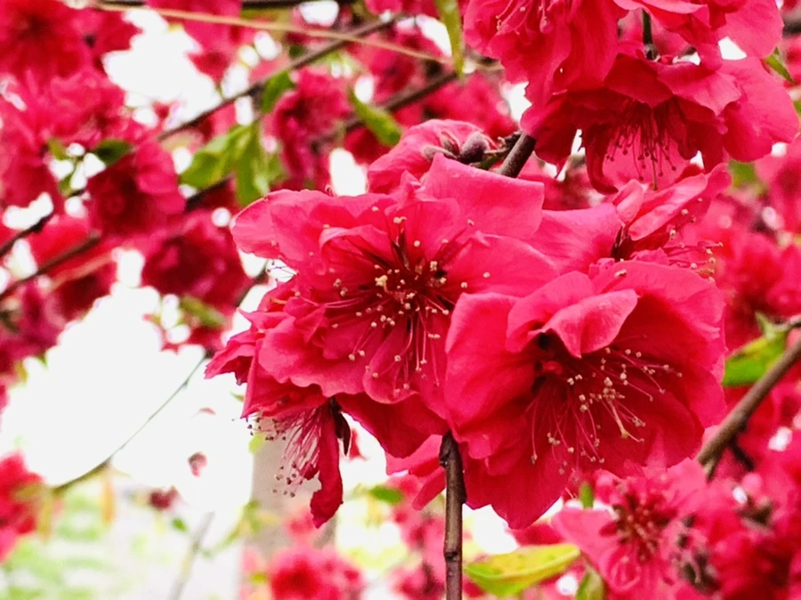 IMG_8028.jpg?type=w966