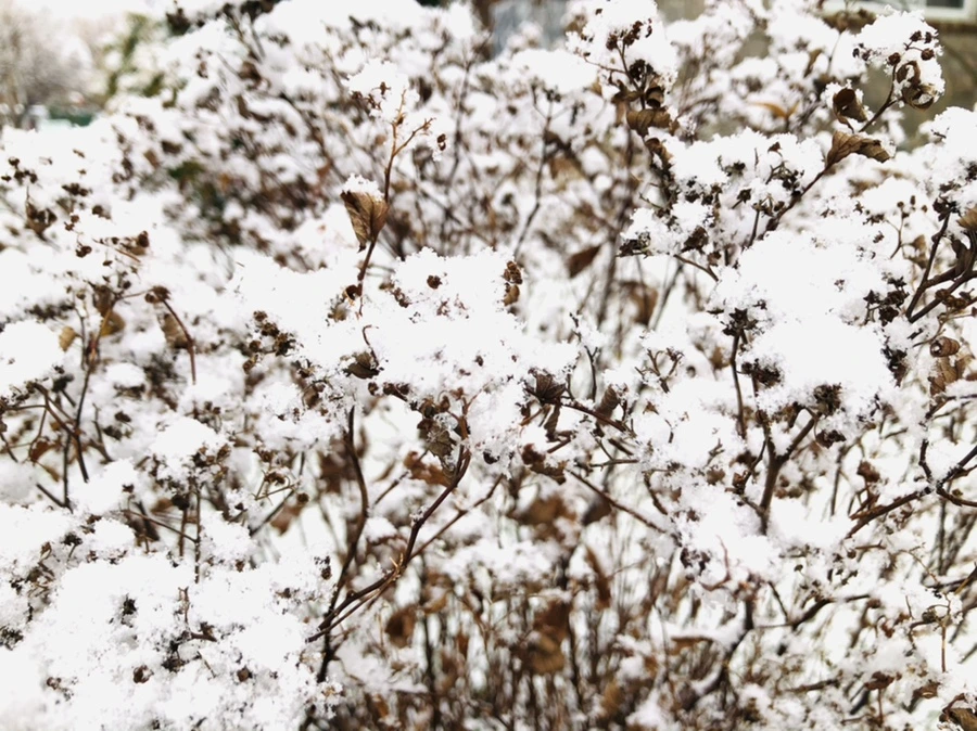 IMG_4466.jpg?type=w966