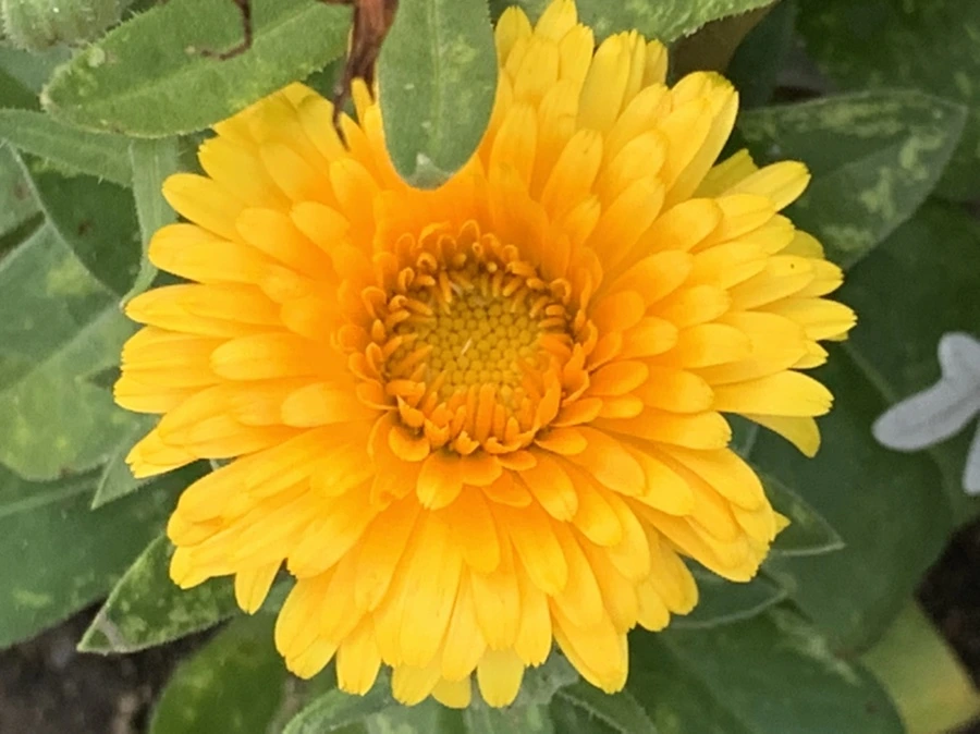 IMG_2955.jpg?type=w966