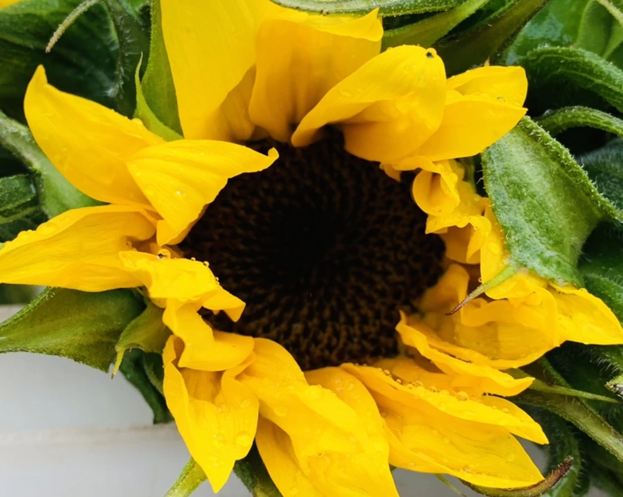 IMG_0277.jpg?type=w966