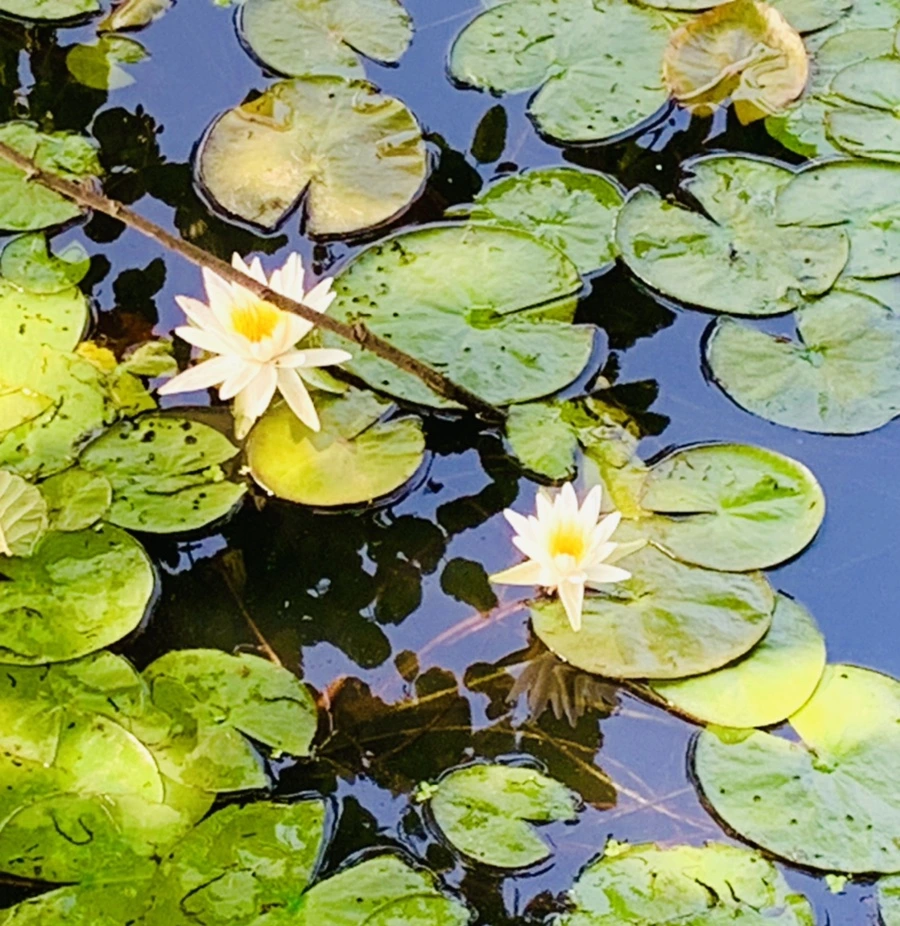 IMG_1309.jpg?type=w966