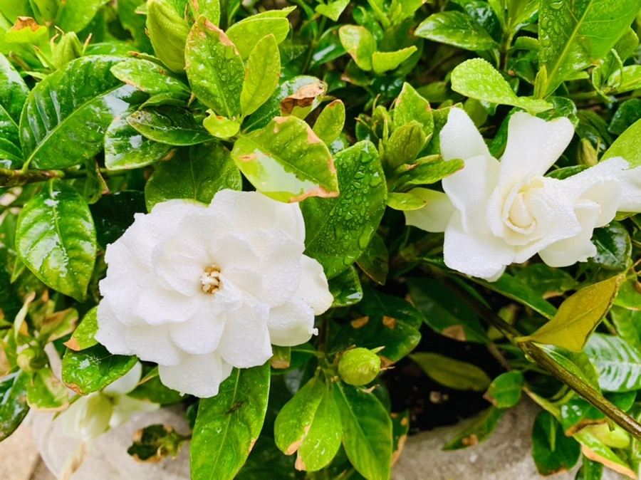 IMG_9722.jpg?type=w966