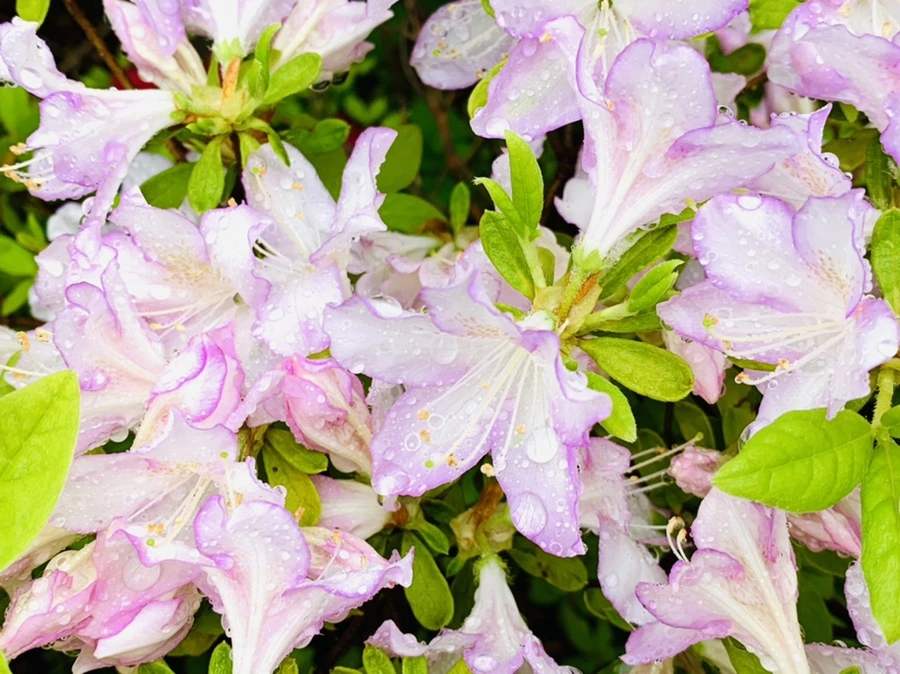 IMG_9372.jpg?type=w966