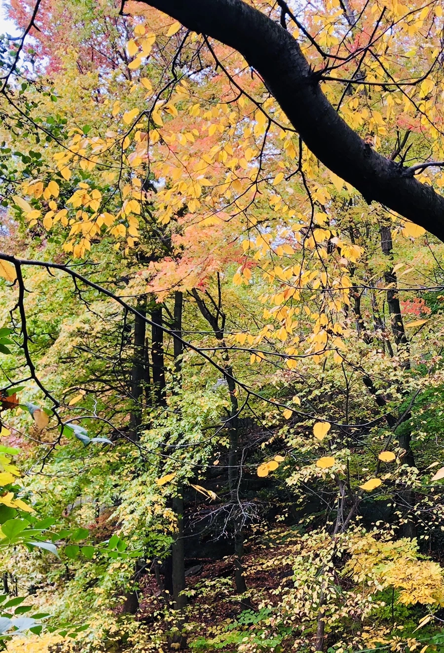 IMG_2271.jpg?type=w966