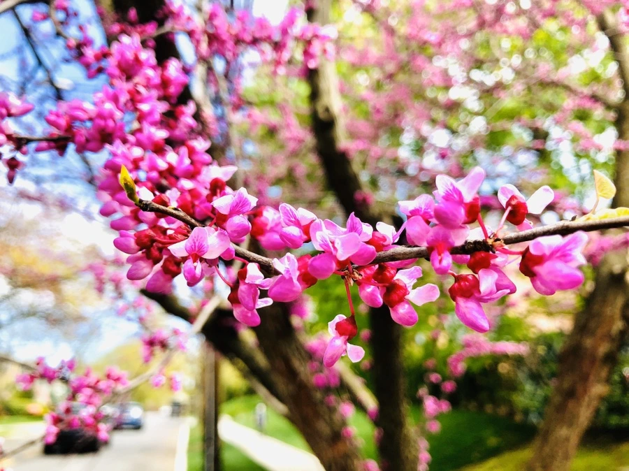 IMG_7231.jpg?type=w966