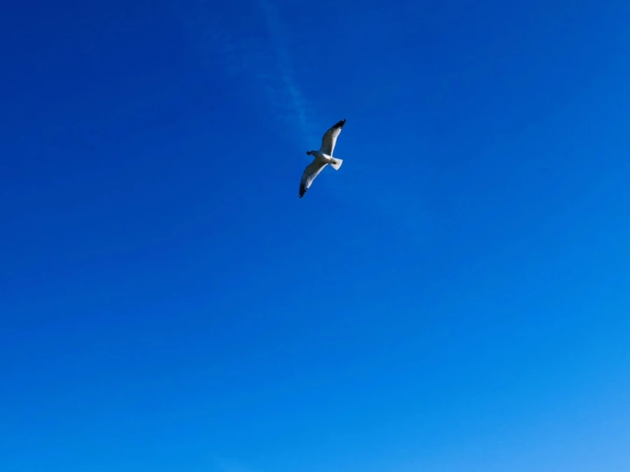 IMG_5452.jpg?type=w966