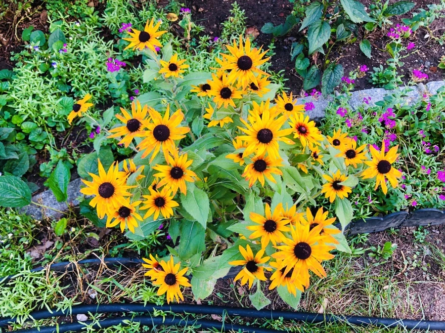 IMG_3161.jpg?type=w966