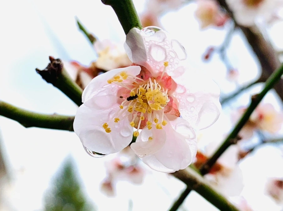 IMG_3908.jpg?type=w966