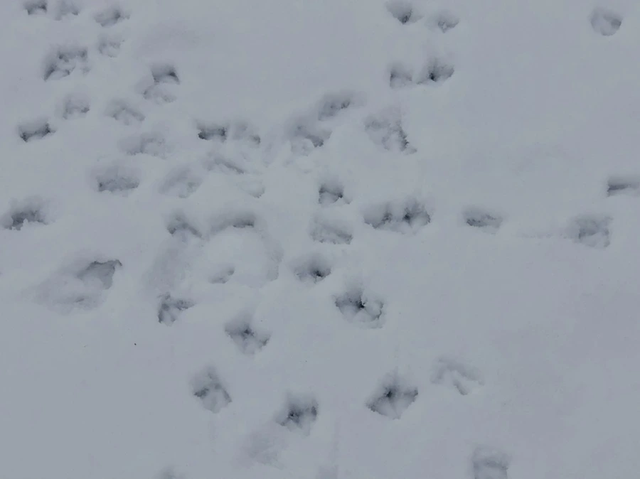 IMG_2545.jpg?type=w966