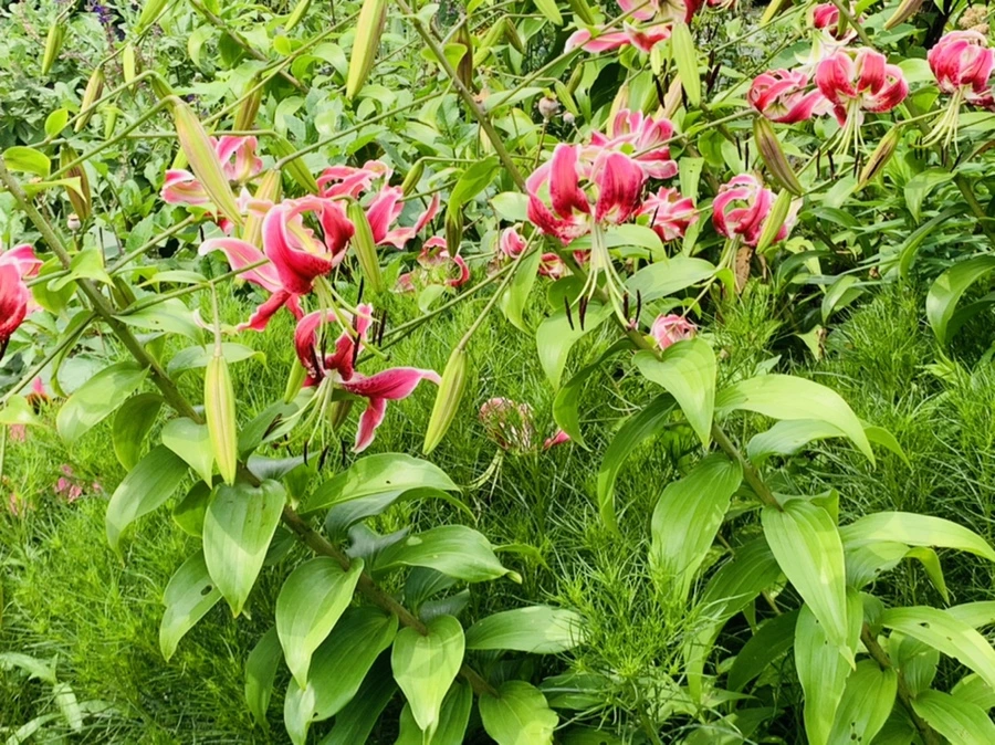 IMG_9432.jpg?type=w966