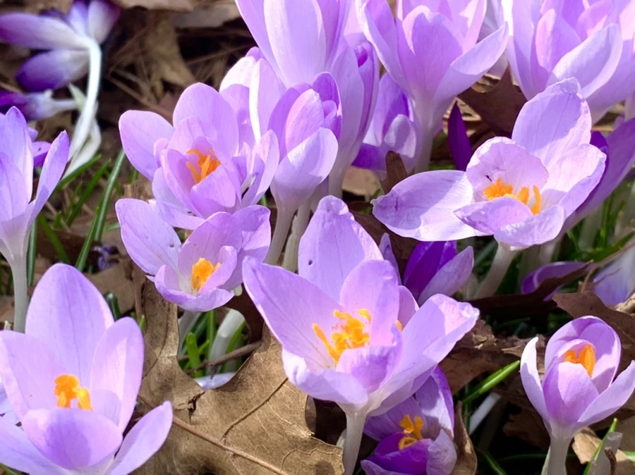 IMG_1246.jpg?type=w966