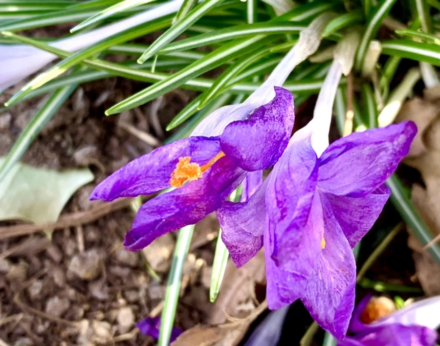 IMG_1480.jpg?type=w966