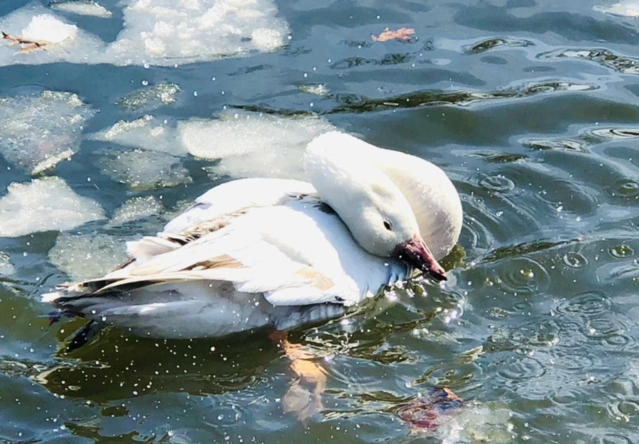 IMG_5346.jpg?type=w966