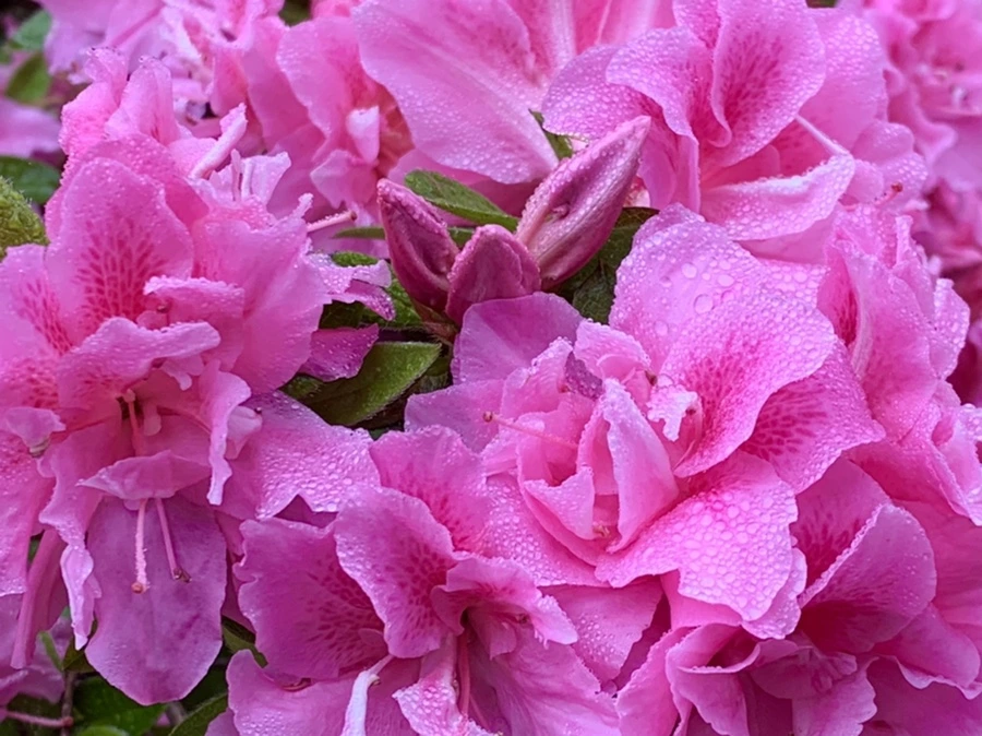 IMG_9681.jpg?type=w966