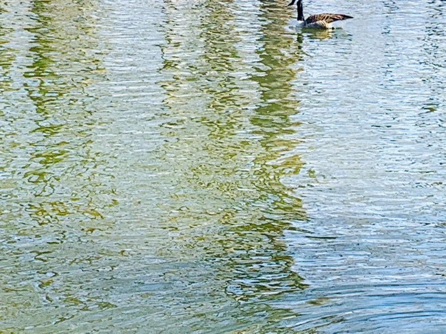 IMG_9958.jpg?type=w966