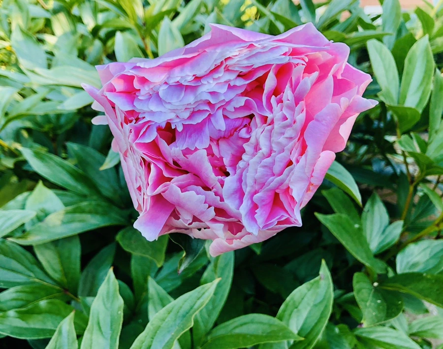 IMG_7756.jpg?type=w966