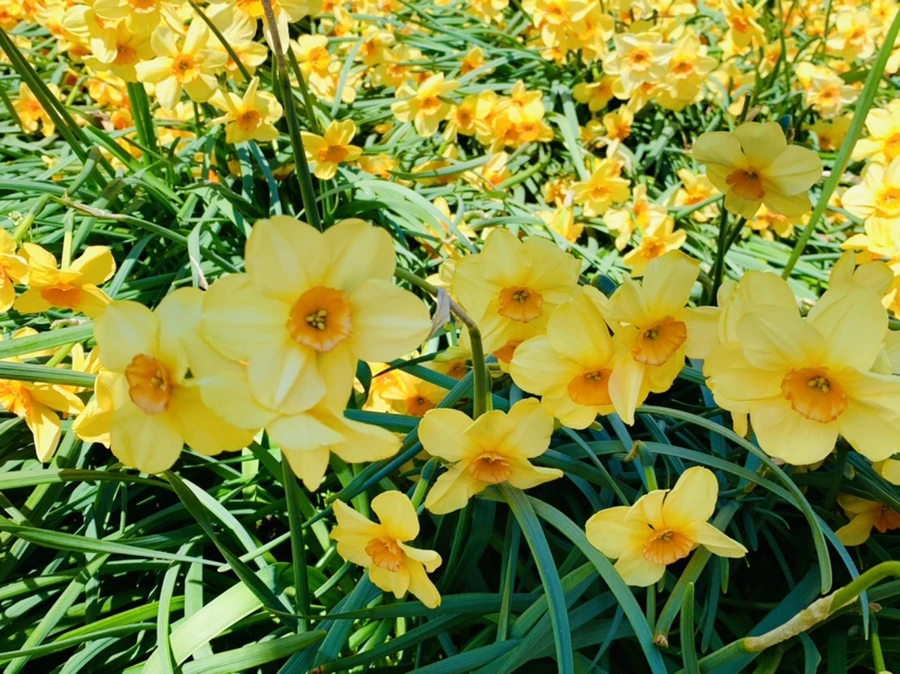 IMG_4798.jpg?type=w966