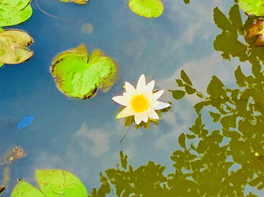 IMG_5839.jpg?type=w966