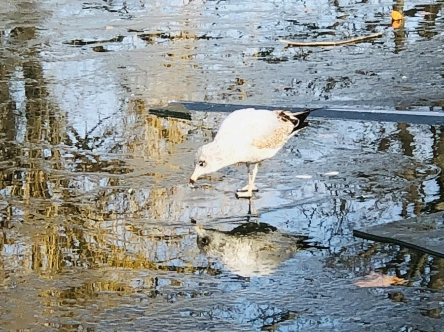 IMG_4696.jpg?type=w966