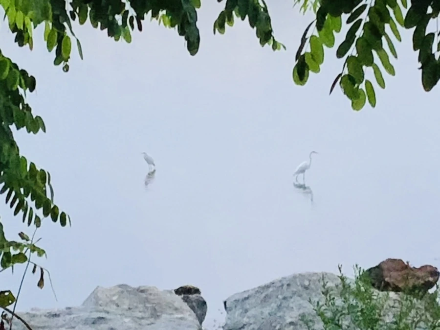 IMG_0100.jpg?type=w966