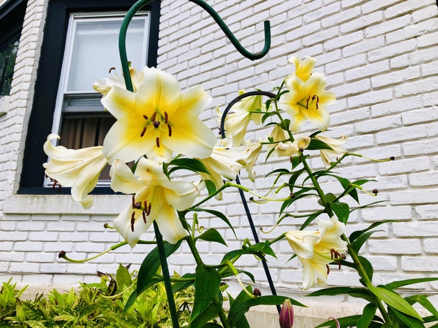 IMG_3332.jpg?type=w966