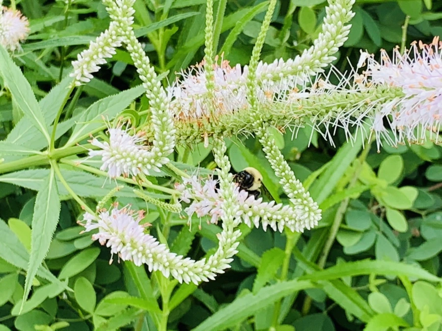 IMG_0420.jpg?type=w966