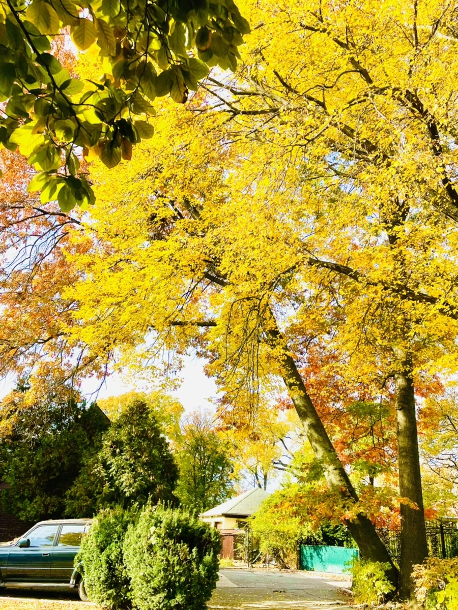 IMG_2239.jpg?type=w966