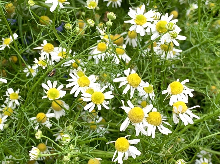 IMG_2968.jpg?type=w966