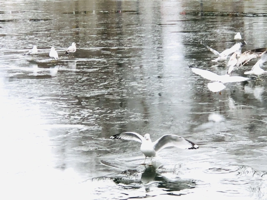 IMG_8911.jpg?type=w966