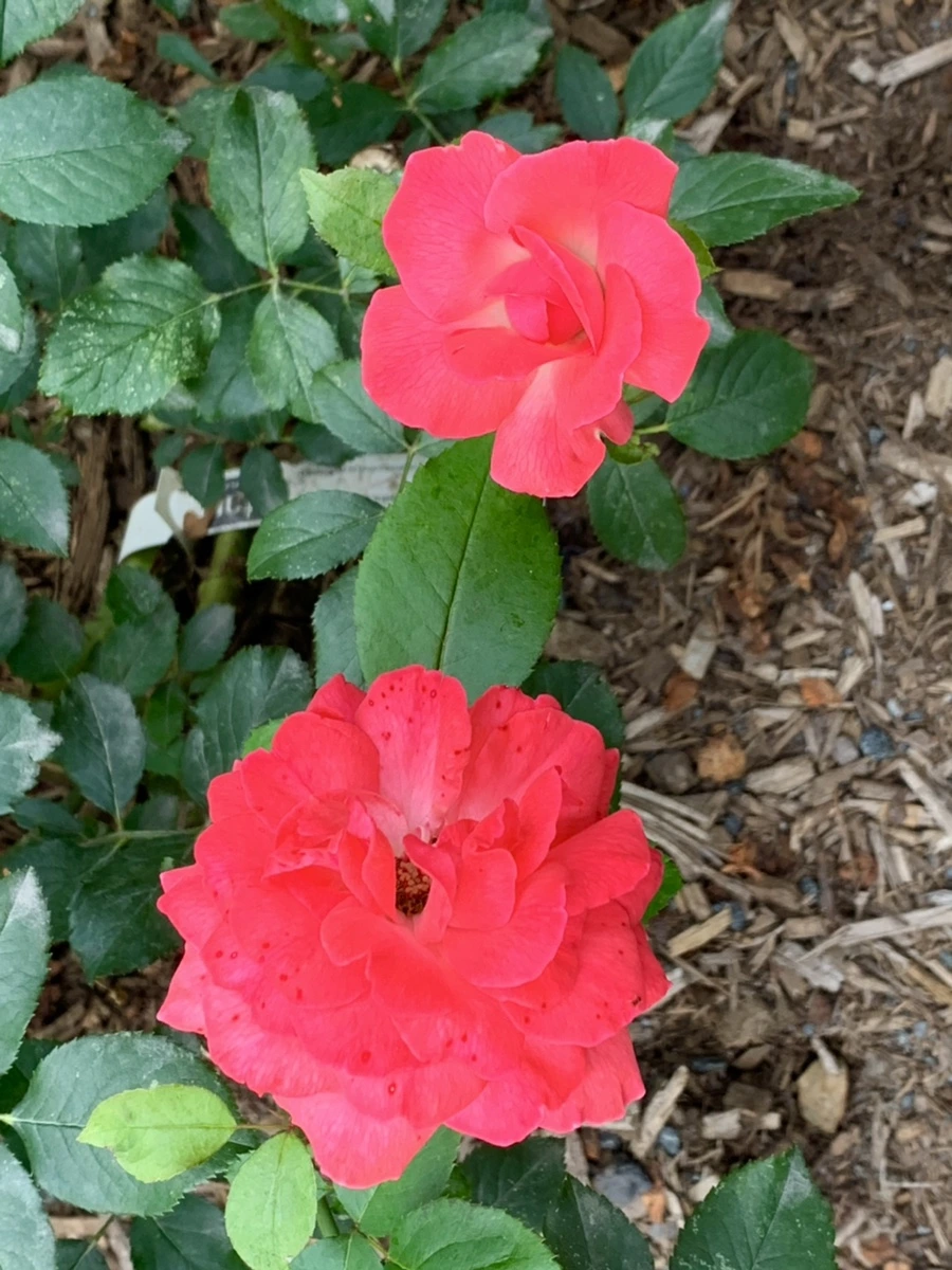 IMG_2682.jpg?type=w966