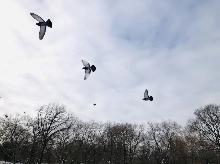 IMG_7257.jpg?type=w966