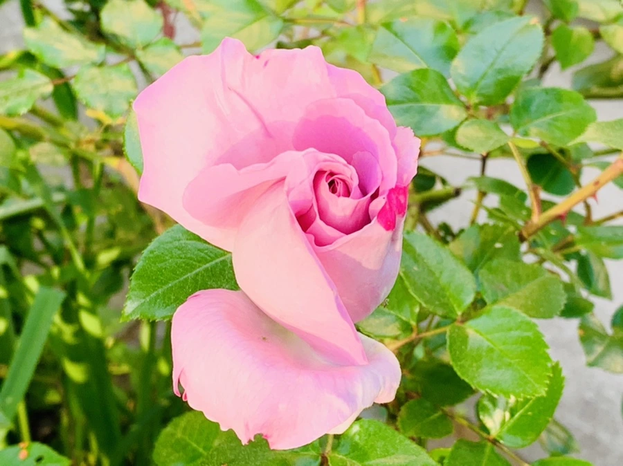 IMG_4489.jpg?type=w966