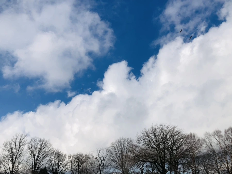 IMG_3515.jpg?type=w966