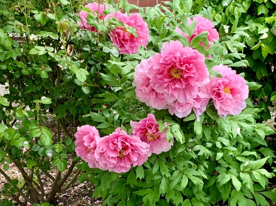 IMG_9616.jpg?type=w966