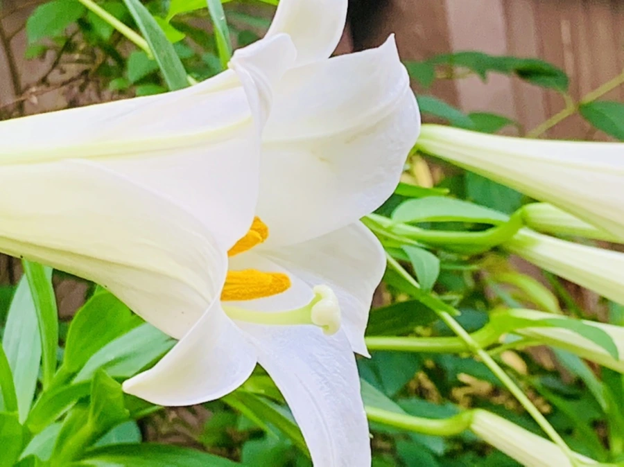 IMG_1022.jpg?type=w966