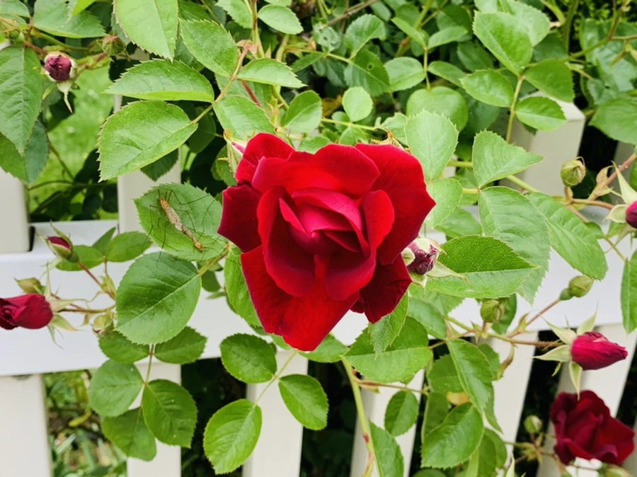 IMG_4858.jpg?type=w966