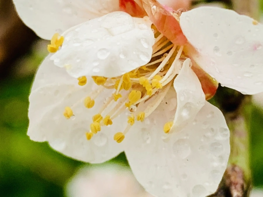 IMG_1871.jpg?type=w966