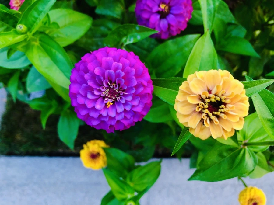 IMG_3625.jpg?type=w966