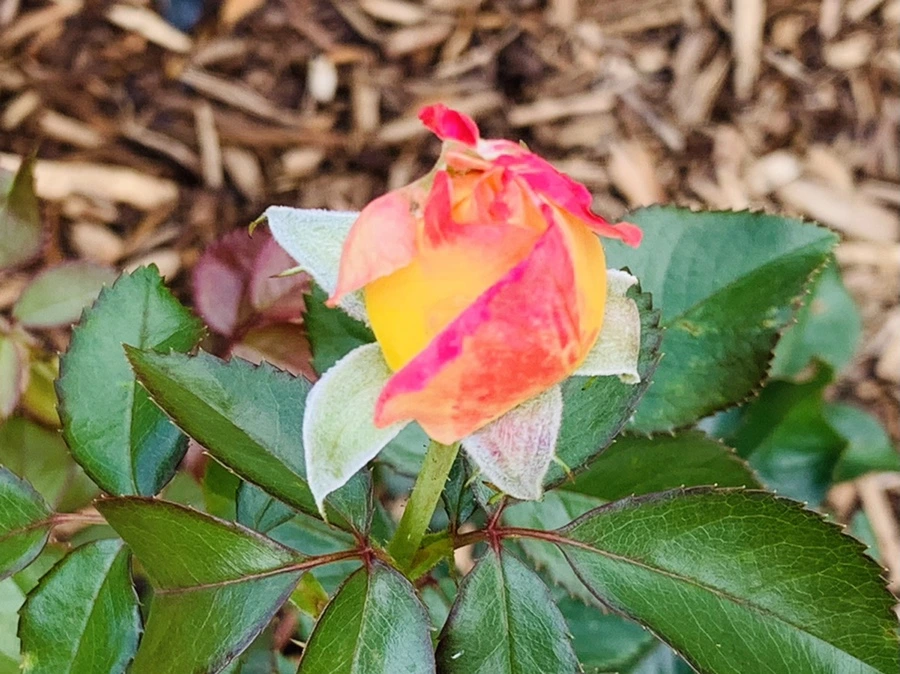 IMG_0512.jpg?type=w966