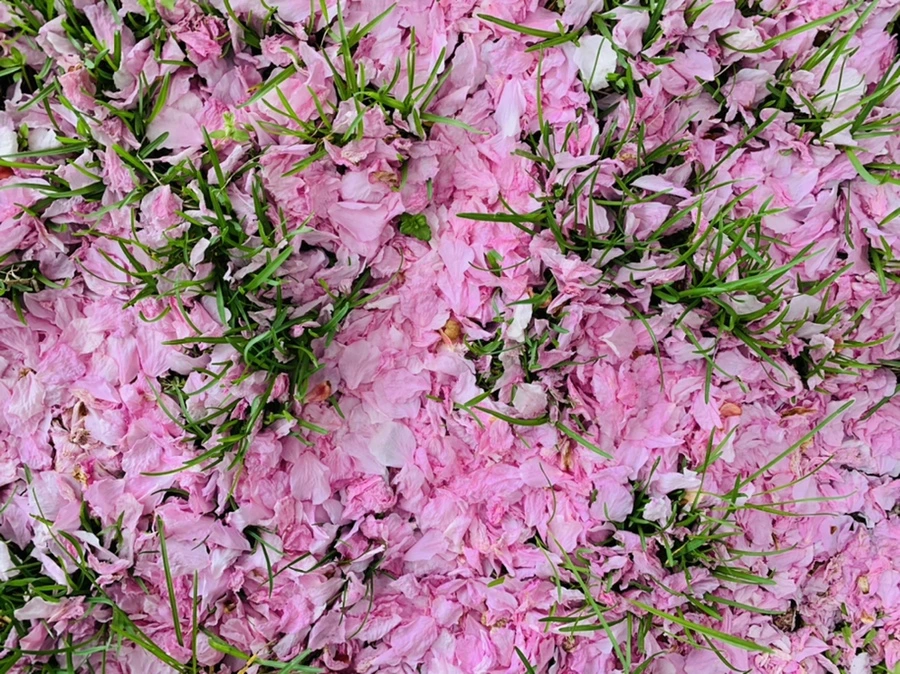 IMG_6053.jpg?type=w966