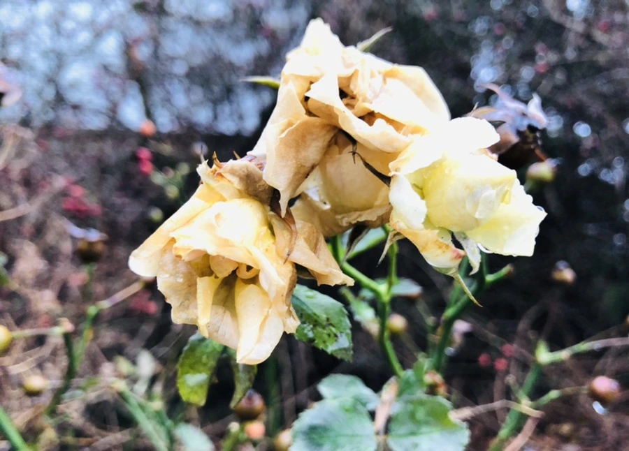 IMG_8068.jpg?type=w966