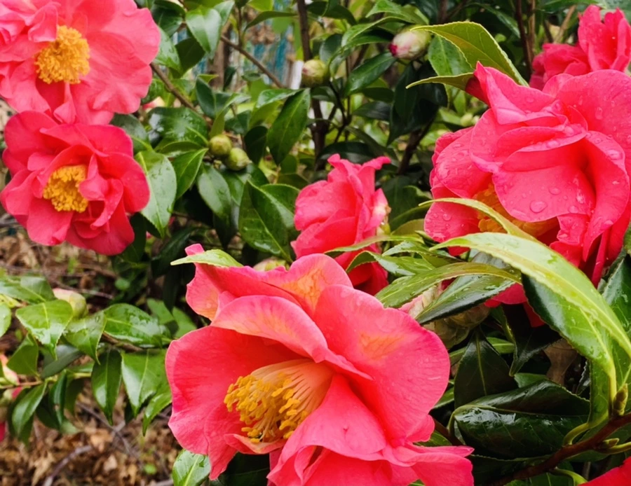 IMG_6252.jpg?type=w966