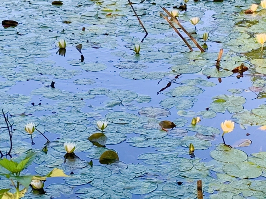 IMG_4338.jpg?type=w966