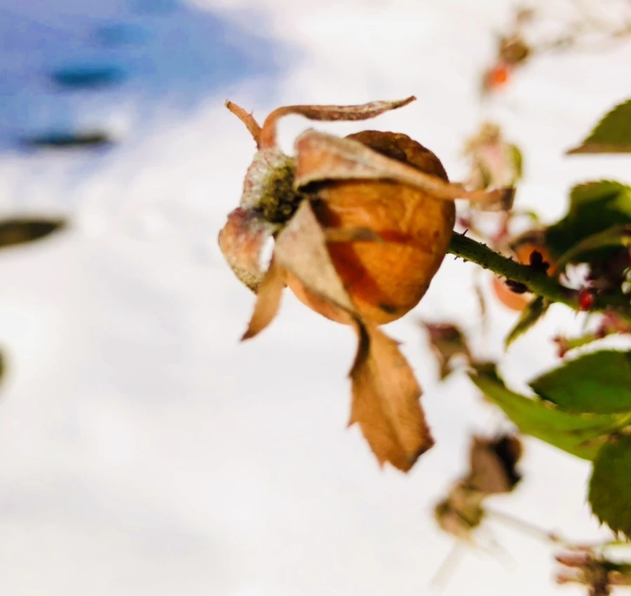 IMG_7751.jpg?type=w966