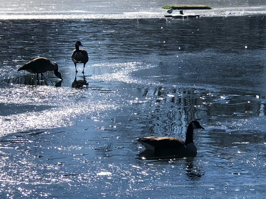 IMG_8009.jpg?type=w966