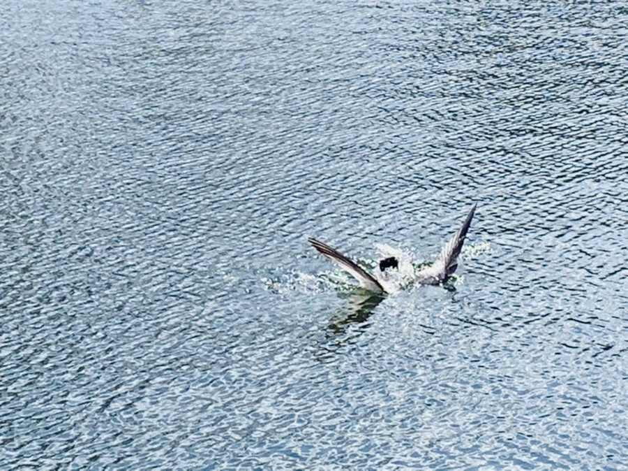 IMG_7268.jpg?type=w966