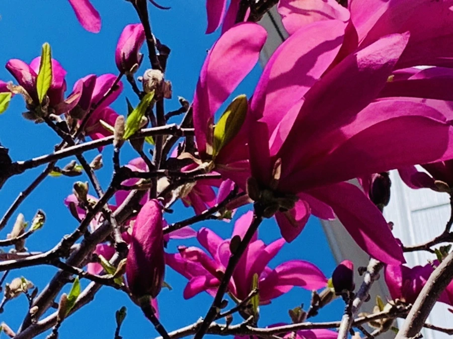 IMG_8624.jpg?type=w966