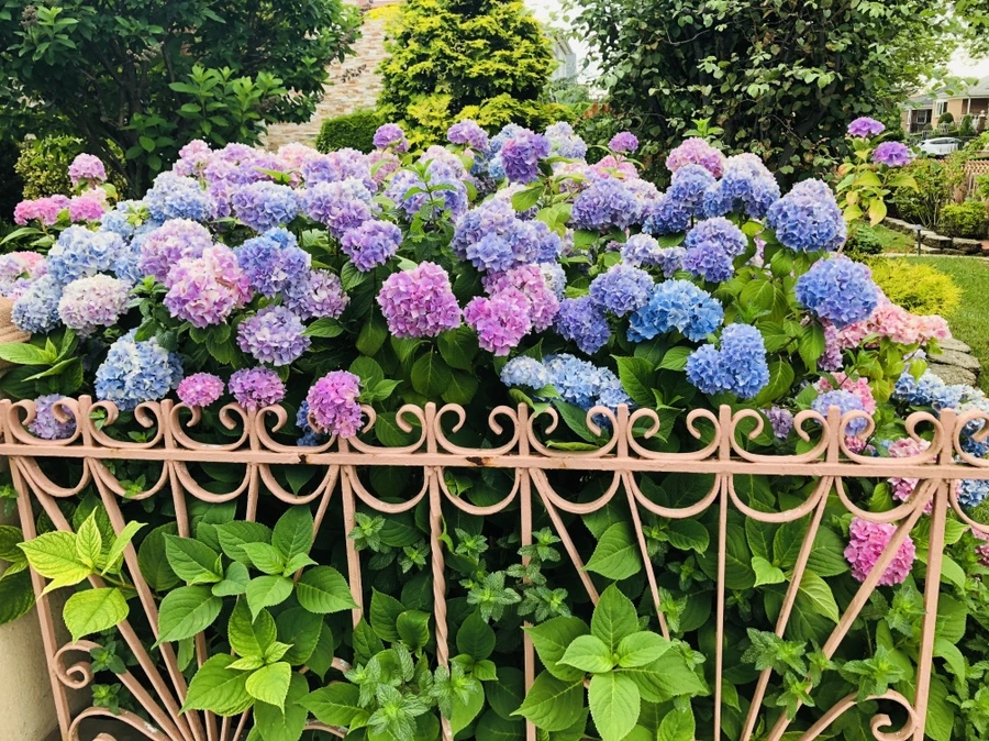 IMG_0864.jpg?type=w966