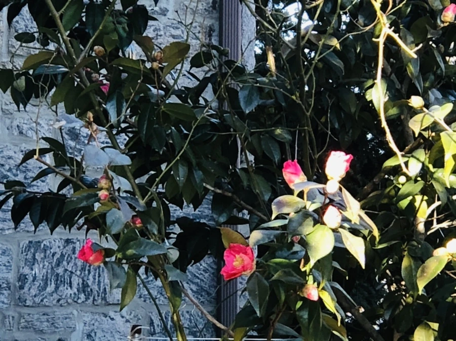 IMG_0323.jpg?type=w966